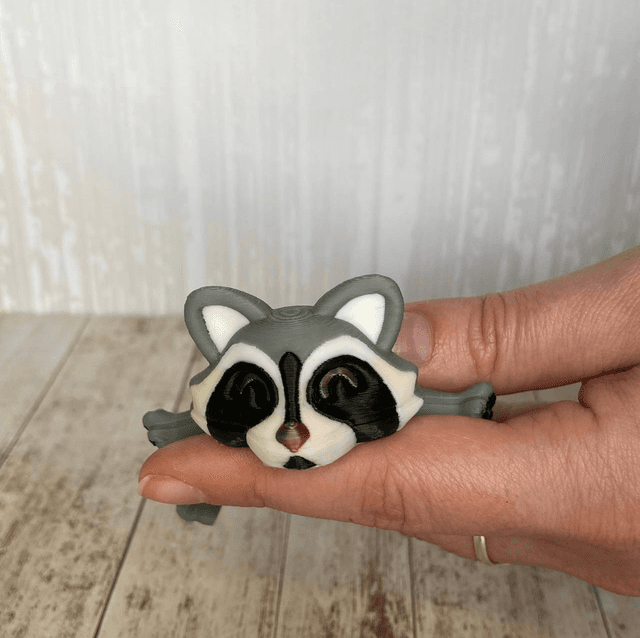 Raton laveur 🦝 